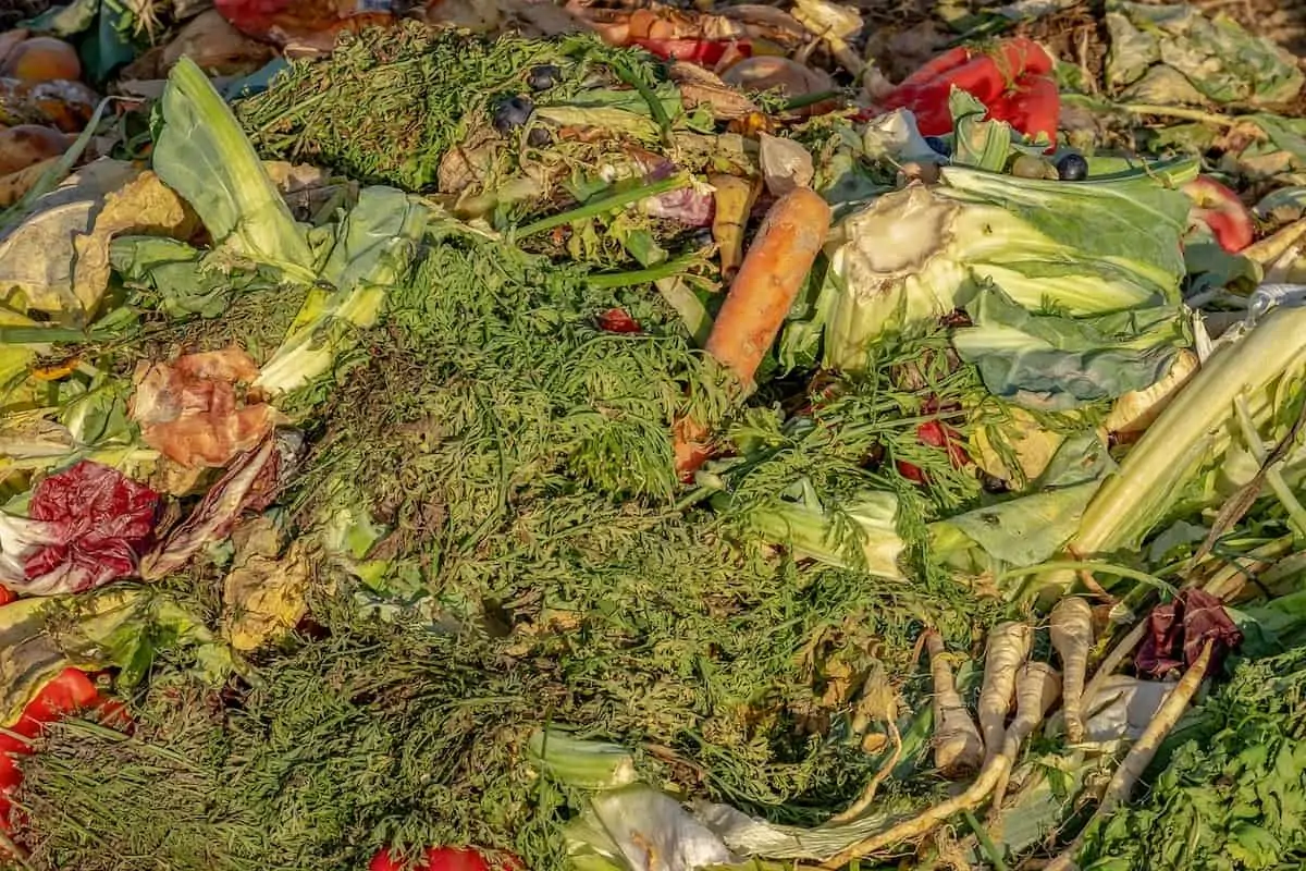 Supply Chain is Tackling Food Waste Like Never Before!