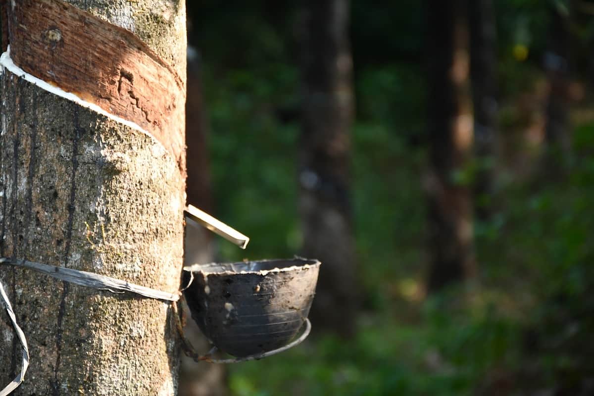 The Natural Rubber Supply Chain!  Will it Bounce Back?