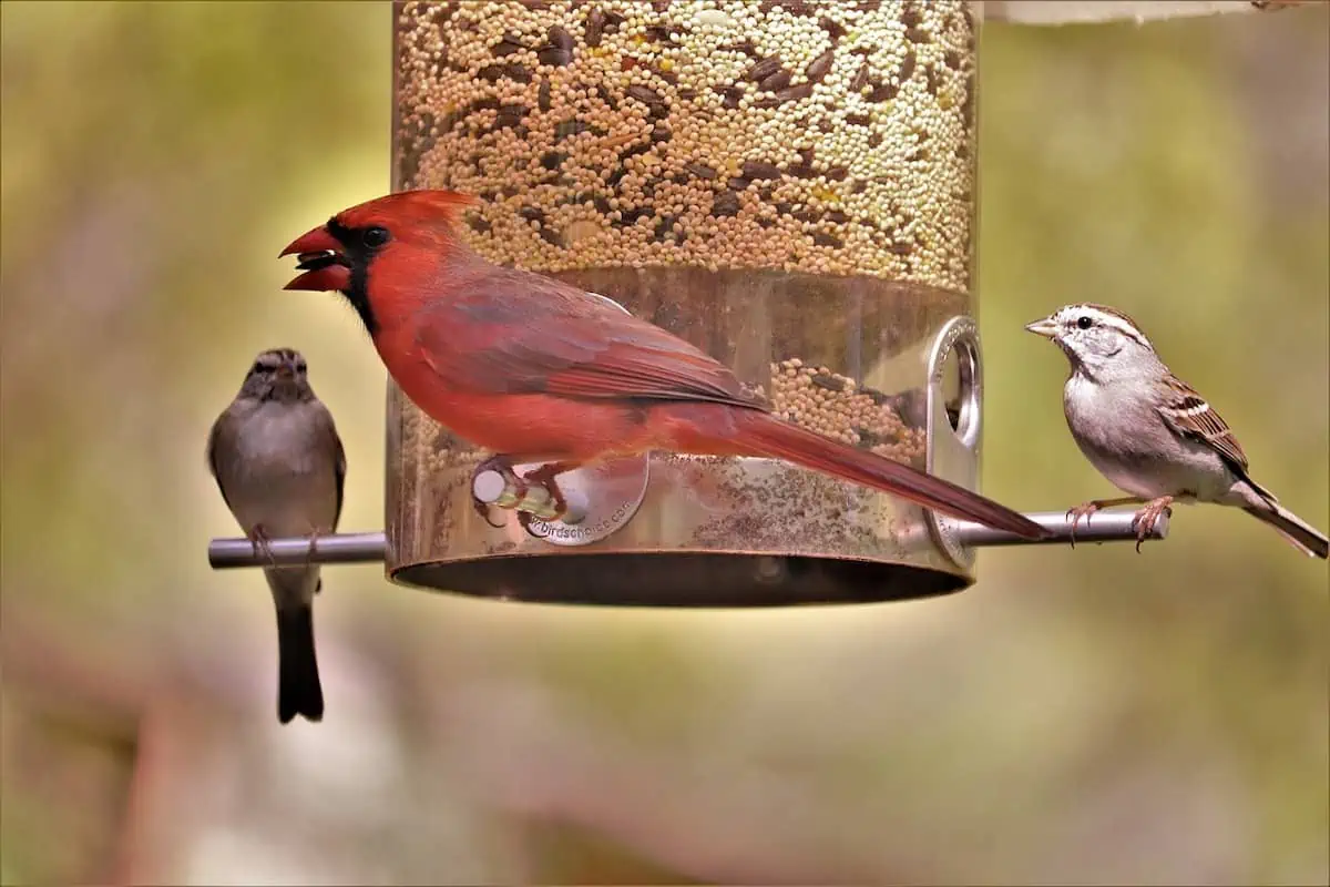 Create a Backyard that Attracts Birds!