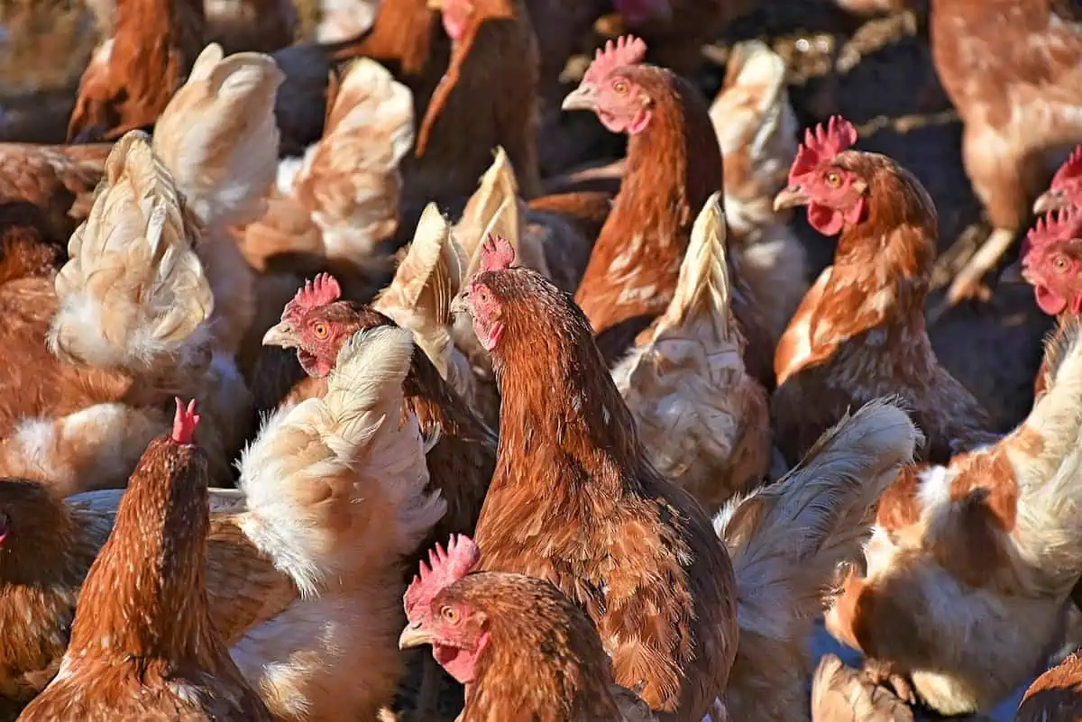 Everything You Need to Know About the Chicken Growth Life Cycle!