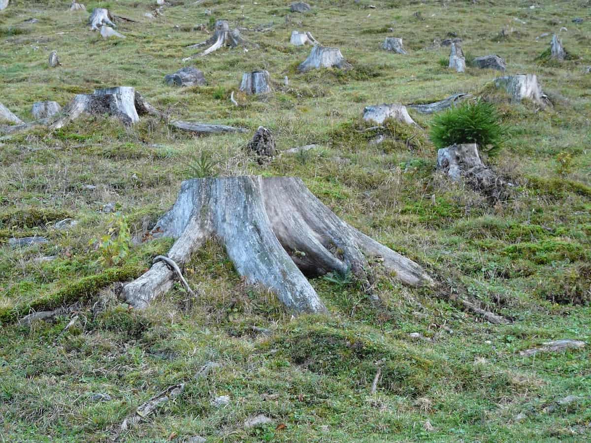 New EU Deforestation Regulation Set to Disrupt Global Supply Chain!